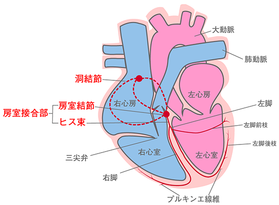 心臓の刺激伝導系