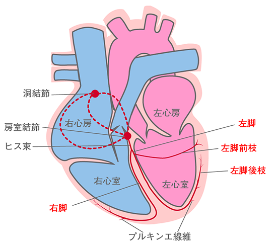 心臓の右脚と左脚