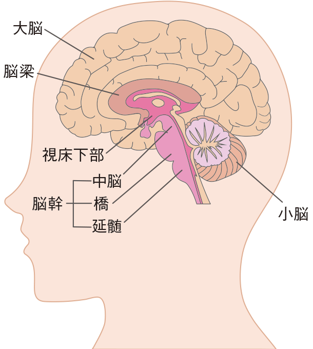 脳の構造