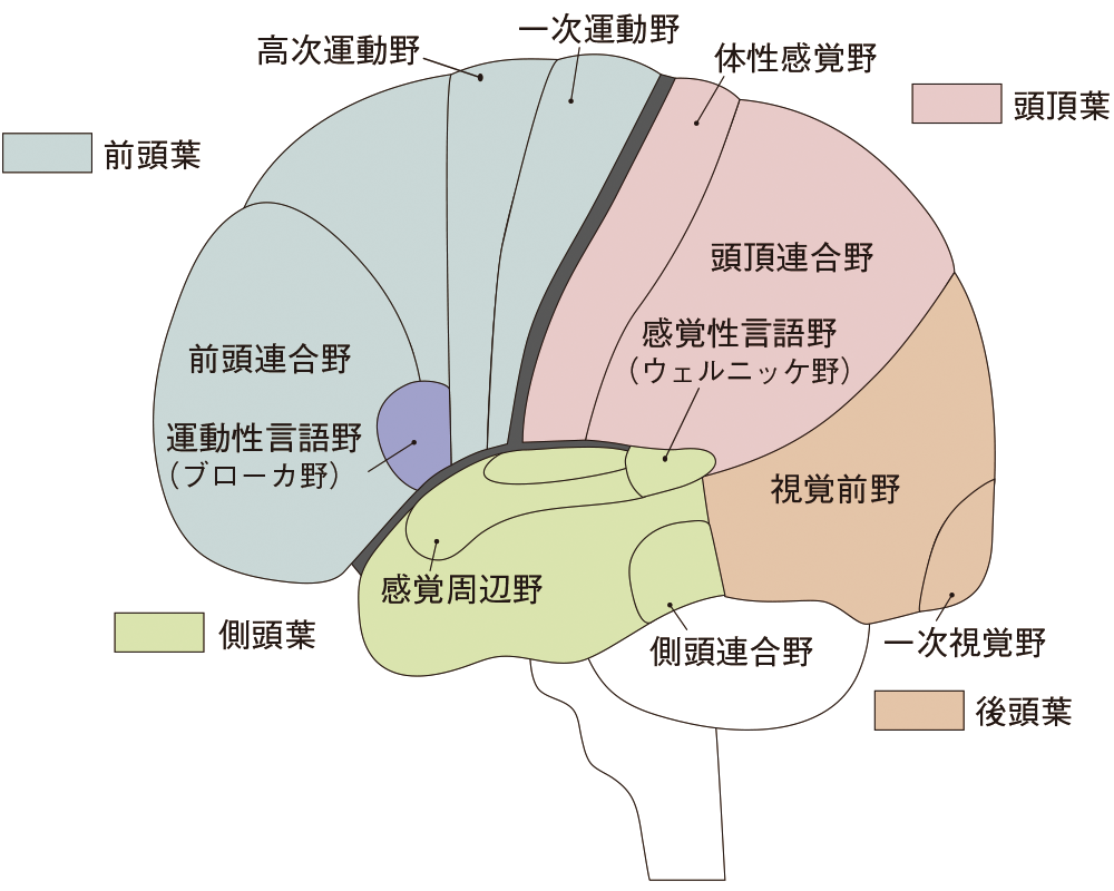 大脳の部位