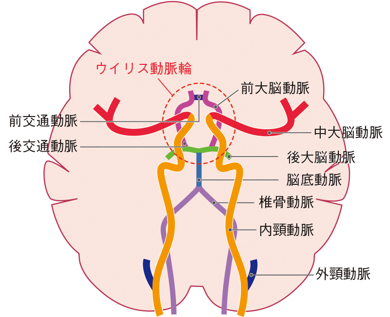 脳血管