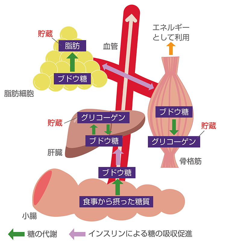 糖の代謝とインスリンのはたらき