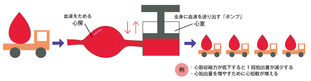 心臓のポンプ機能