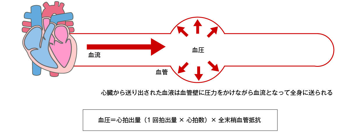 血圧を規定する因子