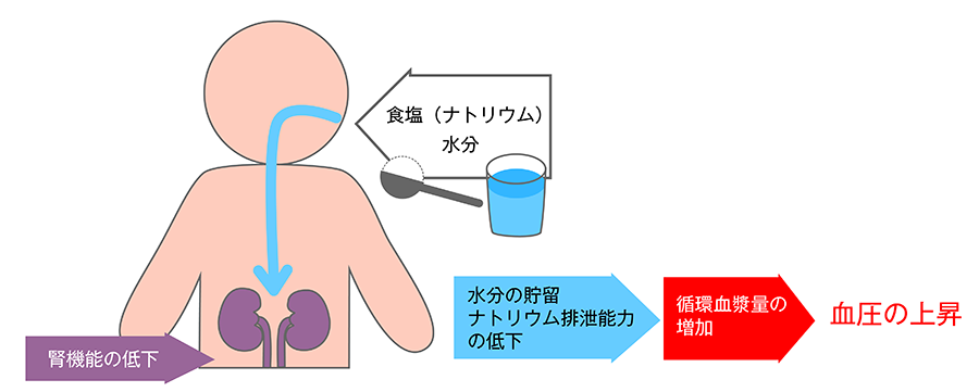 食塩摂取と血圧