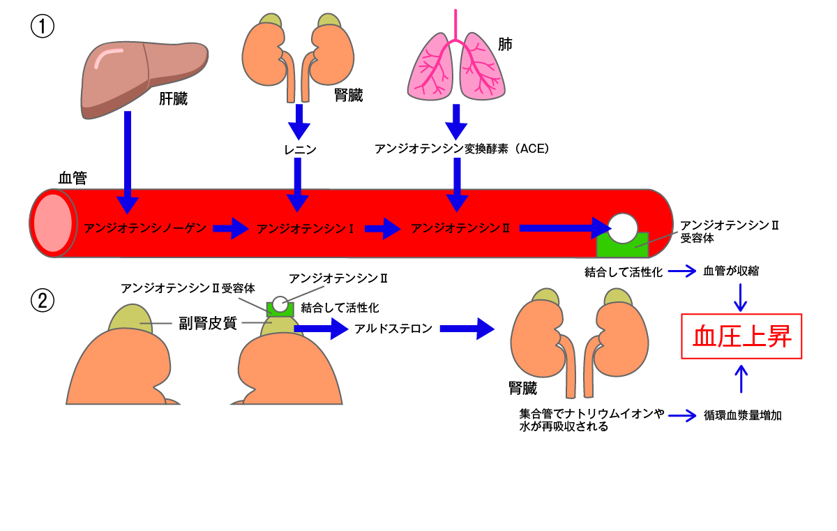 レニン・アンジオテンシン・アルドステロン（RAA）系による血圧上昇