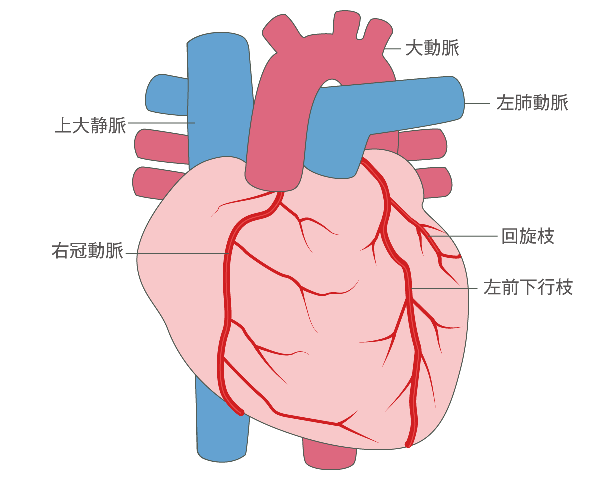 心臓と冠動脈