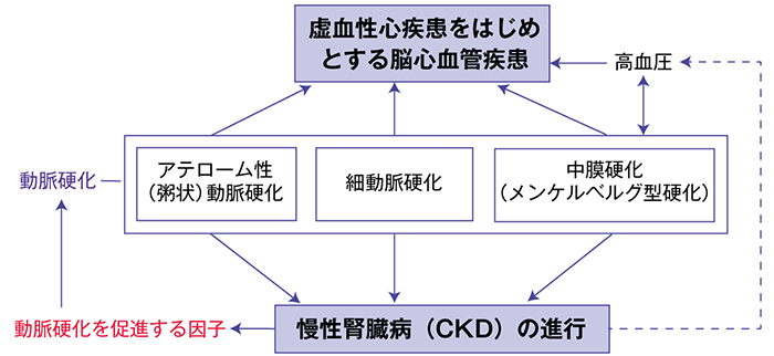 動脈硬化とCKD